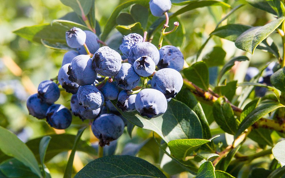 Blueberries